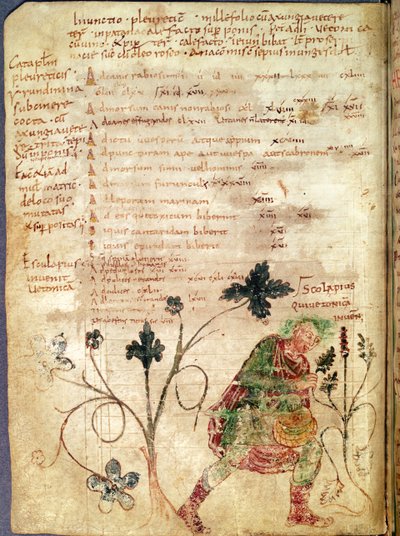 Esculapio scopre la betonica, da un manoscritto di Antonio Musa (63 a.C.-14 d.C.) da French School