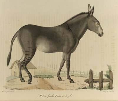 Métis femelle, un ibrido tra un asino e una zebra, da Histoire Naturelle des Mammifères da French School
