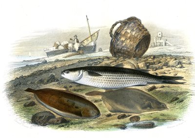 Muggine (Mugilidae), Sogliola (Solea Vulgaris), limanda (Microstomus Kitt) - Tavola estratta dalla Storia Naturale di Bernard Germain de Lacepede (1856-1925), edizione P.Furme, Parigi da French School