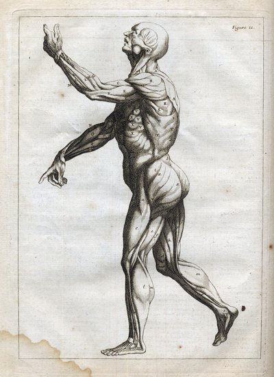 Muscoli umani - incisione in 