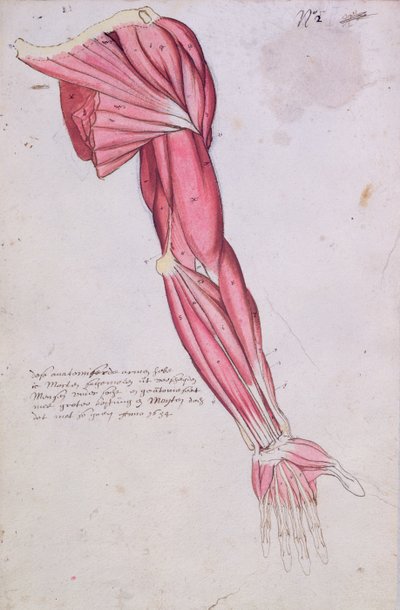 Muscolatura del braccio e della spalla, 1634 (penna e inchiostro e acquerello su carta) da French School