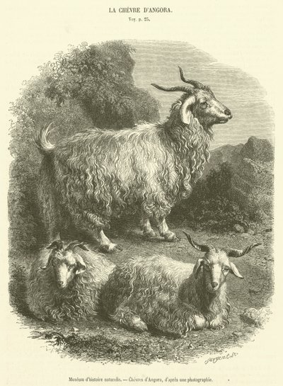Museo di storia naturale, capre d