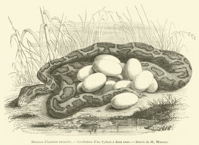 Museo di storia naturale, Incubazione di un pitone a due strisce da French School