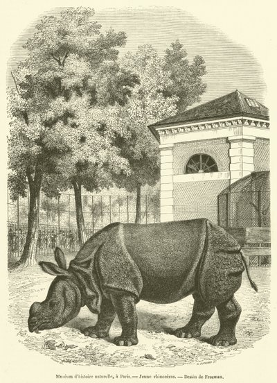 Museo di storia naturale, a Parigi, Giovane rinoceronte da French School