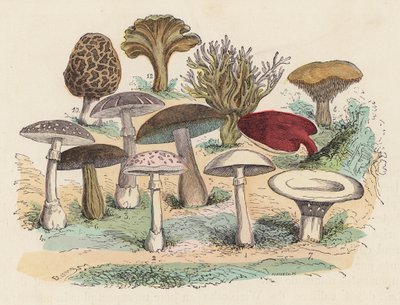 Funghi da French School