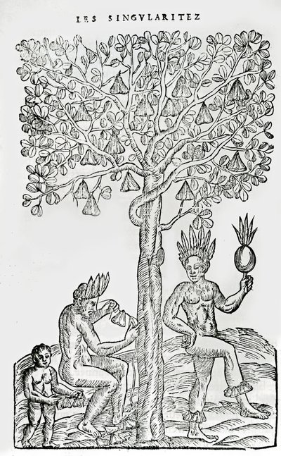 Nana fuit, pianta medicinale, illustrazione da Singularities of France Antarctique, di Andre de Thevet, 1558 da French School