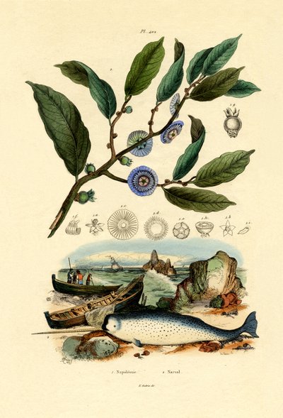 Cappello di Napoleone da French School