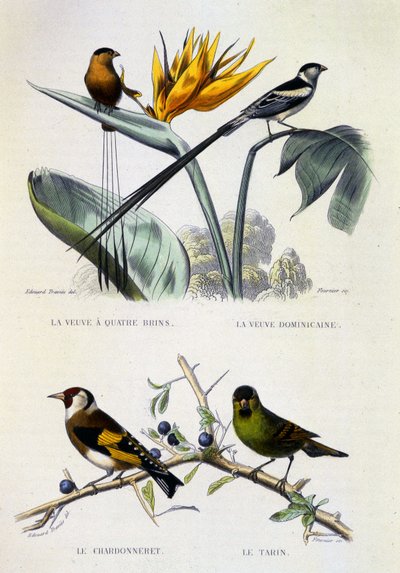 Tavola di storia naturale: Uccelli: La vedova a quattro fili, La vedova dominicana, Il cardellino, Il lucherino - opere di Buffon, volume V, XIX secolo da French School