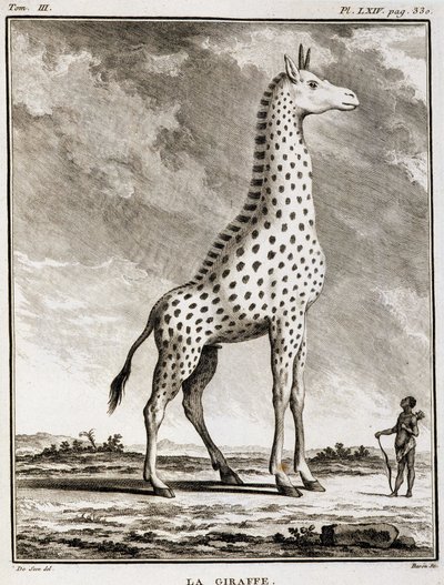 Storia Naturale: La Giraffa - in 