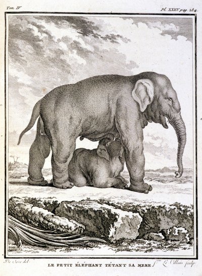 Storia Naturale: Il piccolo elefante che prende in giro sua madre - in 