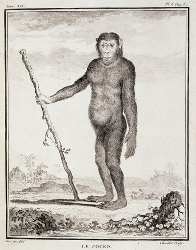 Storia naturale: Il jocko - in "Storia naturale, generale e particolare" di Buffon da French School