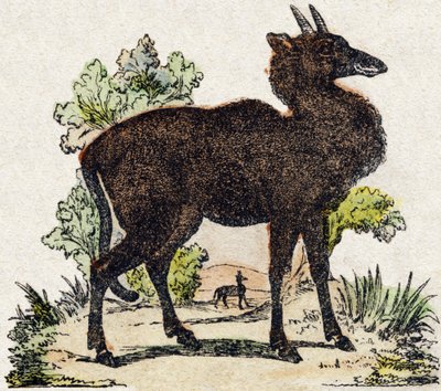 Nyl-ghau (Nyl ghau, animale indiano). Incisione in "Alfabeto degli animali selvatici". 9a Serie. Immagini di Epinal, Pellerin, stampatore-editore, circa 1870. Incisioni su legno, stencil. 16 pagine. Dim: 20 x 15 cm. Collezione privata da French School