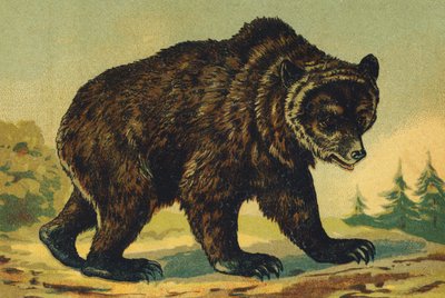 O come Orso da French School