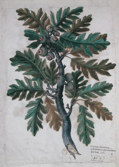 Ramo di quercia da French School