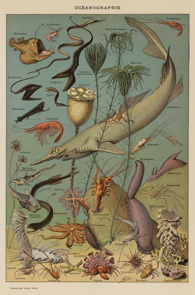 Oceanografia da French School
