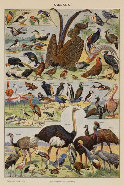 Uccelli (litografia a colori) da French School