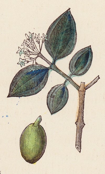 Olive per la produzione di olio da French School