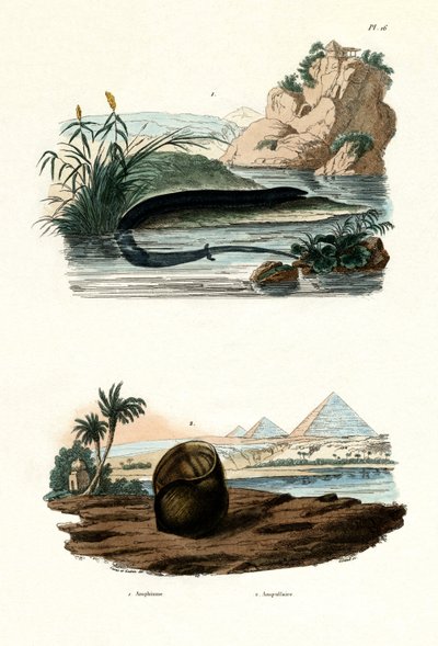 Anfiuma a un dito, 1833-39 da French School