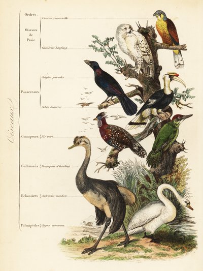 Ordini di uccelli: gheppio, Falco tinnunculus, vulnerabile gufo delle nevi, Bubo scandiacus, storno maggiore dalle orecchie blu, Lamprotornis chalybaeus, grande bucerotidae, Buceros bicornis, picchio verde europeo, Picus viridis, tragopano occidentale, Tra da French School
