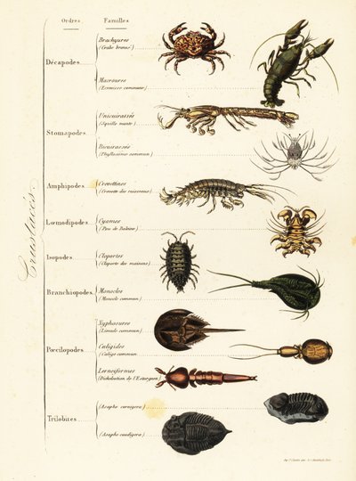 Ordini di crostacei marini e terrestri da French School