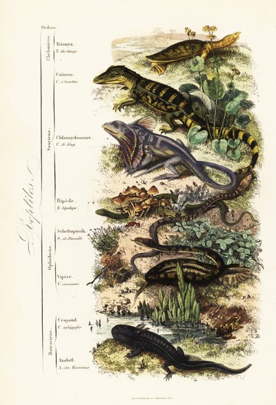 Ordini di rettili: vulnerabile tartaruga dal guscio molle indiana, Nilssonia gangetica, caimano dagli occhiali, Caiman crocodilus, lucertola dal collare, Chlamydosaurus kingii, piede squamoso comune, Pygopus lepidopodus, lucertola di vetro europea, Pseudop da French School
