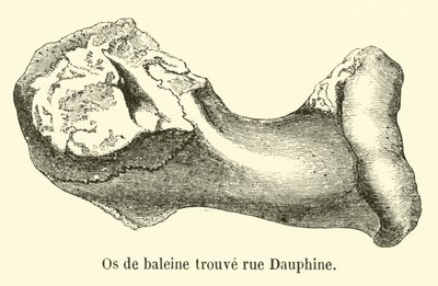 Ossa di balena trovate in rue Dauphine da French School