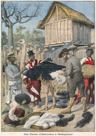 Fattoria di struzzi in Madagascar da French School
