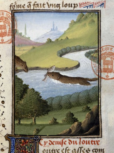 Lontra - in 
