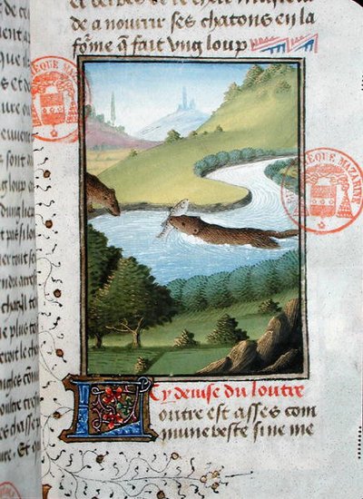 Lontra che cattura un pesce, dal Livre de la Chasse di Gaston Phebus de Foix da French School