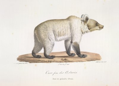 Orso femmina delle Asturie, da Histoire Naturelle des Mammifères da French School