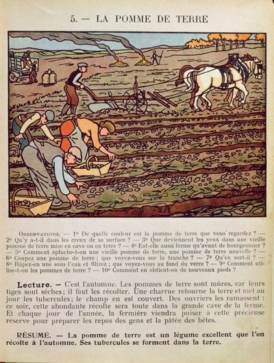 Pagina di un libro di testo scolastico che illustra la coltivazione della patata, c.1910 da French School