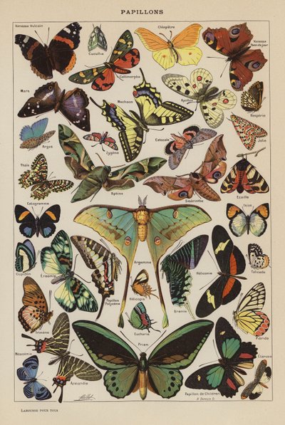 Farfalle (litografia a colori) da French School