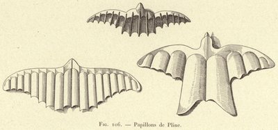 Papillons de Pline da French School