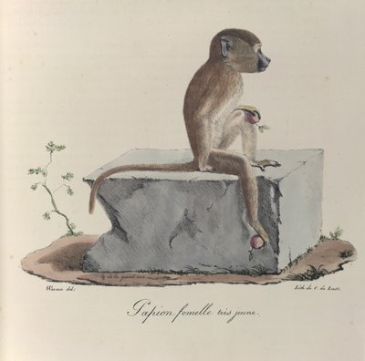 Papion femmina molto giovane, da 