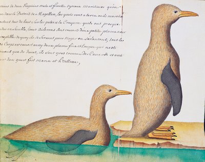 Pinguini, Stretto di Magellano, acquerello dal diario di bordo di Jacques Gouin de Beauchesne, capitano della Compagnie royale de la Mer du Sud, dal 1698 al 1701, Francia da French School