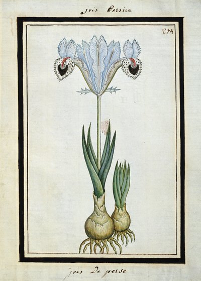 Iris persiano, c.1700 da French School
