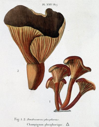 Fungo fosforico in Jean Jacques Paulet "Trattato dei funghi", fine XVIII secolo da French School