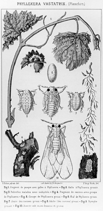 Phylloxera Vastatrix, c. 1850 da French School