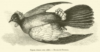 Piccione cinese con fischietto (incisione) da French School