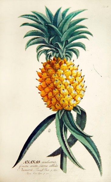 Ananas da French School