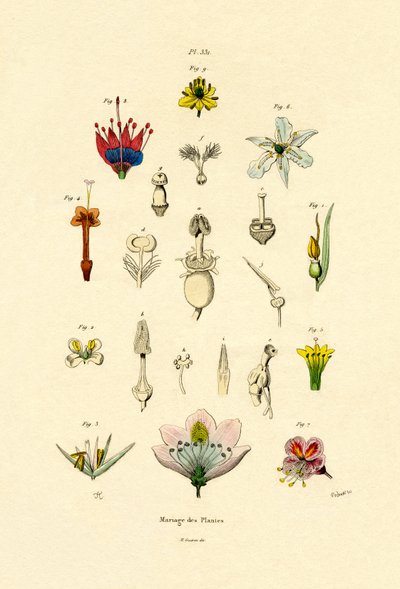 Selezione delle Piante, 1833-39 da French School