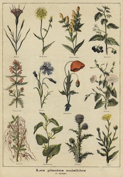 Piante nocive per l