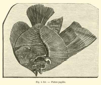 Platax papilio da French School