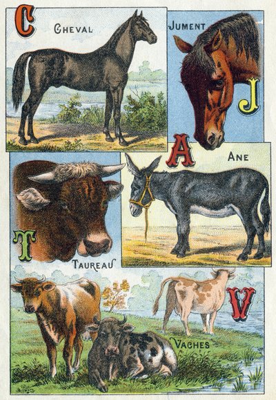 Tavola 1: Cavallo, Giumenta, Toro, Asino, Mucche. Incisione in "Alfabeto sillabico degli animali domestici e da cortile". Serie A. Pellerin et Cie, stampatori-editori, Epinal, fine XIX secolo. Cromolitografie. Dim: 19,5 x 13,5 cm da French School