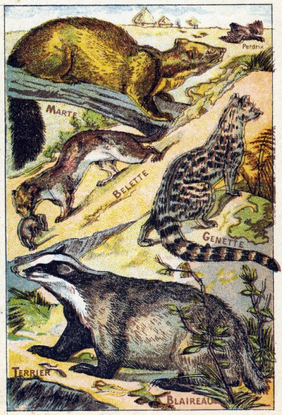 Tavola 1: Pernice, Marte, Donnola, Genetta, Tasso, Terrier. Incisione in "Sillabario alfabeto di tutti i tipi di barbabietole". Serie A. Pellerin et Cie, stampatori-editori, Epinal, fine XIX secolo. Cromolitografie. Piccolo album pubblicitario di 8 pagine  da French School
