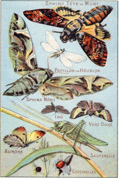 Tavola 1: Sfinge del teschio, Farfalla Hop, Sfinge Neri, Ino, Oro Verde, Aurora, Cavalletta, Coccinelle. Incisione in "Sillabario alfabeto di farfalle e insetti". Serie A. Pellerin et Cie, stampatori-editori, Epinal, fine XIX secolo. Cromolitografie. da French School