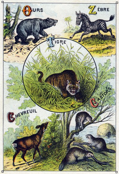 Tavola 2: Orso, Zebra, Tigre, Cervo, Castori. Incisione in "Sillabario alfabeto degli animali selvatici". Serie A. Pellerin et Cie, stampatori-editori, Epinal, fine XIX secolo. Cromolitografie. Piccolo album pubblicitario di 8 pagine contenente un sillabar da French School