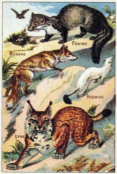 Tavola 2: Volpe, Furetto, Ermellino, Lince da French School