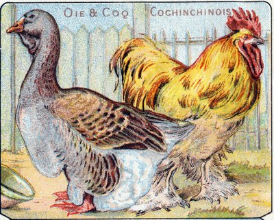 Tavola 2: Oca e gallo cochinese. Incisione in "Sillabario alfabeto di uccelli e rettili". Serie A. Pellerin et Cie, stampatori-editori, Epinal, fine XIX secolo. Cromolitografie. Piccolo album pubblicitario di 8 pagine contenente un sillabario e un