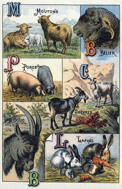 Tavola 2: Pecore, Ariete, Maiali, Capre, Conigli. Incisione in "Sillabario alfabeto degli animali domestici e da cortile". Serie A. Pellerin et Cie, stampatori-editori, Epinal, fine XIX secolo. Cromolitografie. Dim: 19,5 x 13,5 cm da French School
